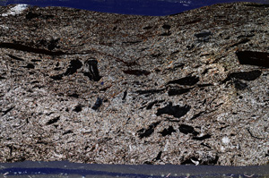 Cross Polarized, ED8142