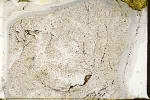 Plane Polarized, ED8152