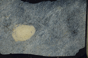 Cross Polarized, ED8201