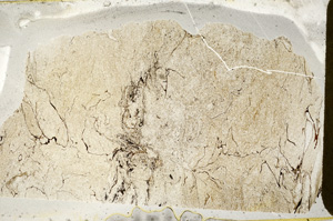 Plane Polarized, ED8436