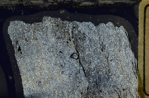 Cross Polarized, ED8441