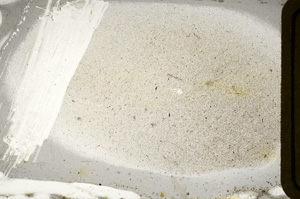 Plane Polarized, ED8457