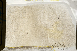 Plane Polarized, ED8475