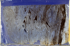 Cross Polarized, ED8501