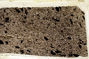 Plane Polarized, ED8533