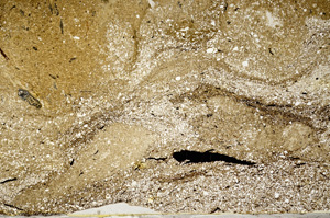 Plane Polarized, ED8535