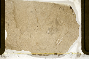 Plane Polarized, ED8637