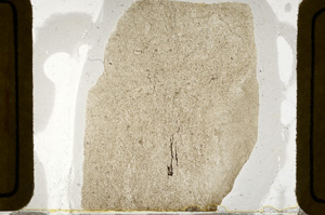 Plane Polarized, ED8641