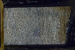 Cross Polarized, ED8642