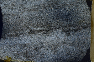 Cross Polarized, ED8694