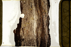 Plane Polarized, ED8808