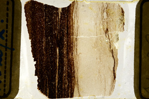 Plane Polarized, ED8809