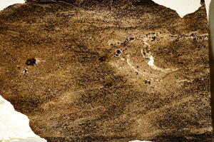 Plane Polarized, ED8819