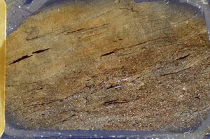 Cross Polarized, ED8831