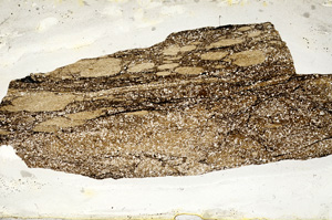 Plane Polarized, ED8847