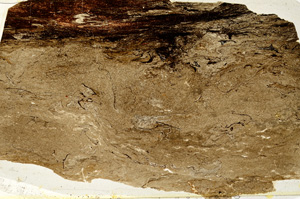 Plane Polarized, ED8973