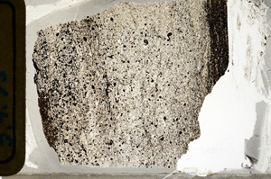 Plane Polarized, ED8996