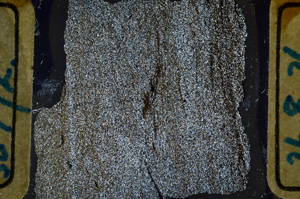 Cross Polarized, ED9021