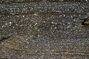 Cross Polarized, ED9173