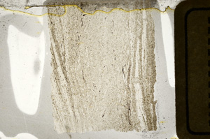 Plane Polarized, ED9184