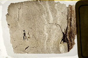 Plane Polarized, ED9307