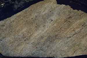 Cross Polarized, ED9503