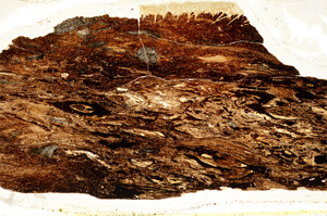 Plane Polarized, ED9824