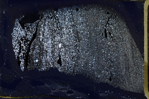 Cross Polarized, ED9850