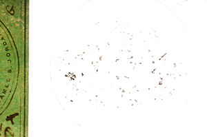 Plane Polarized, E247