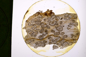 Plane Polarized, E326