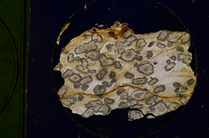 Cross Polarized, E326