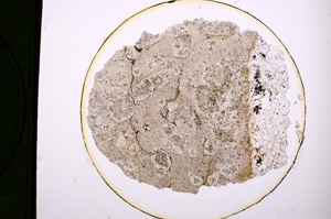 Plane Polarized, E343