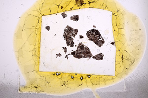 Plane Polarized, E358