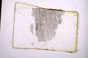 Plane Polarized, E374