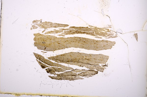 Plane Polarized, E377