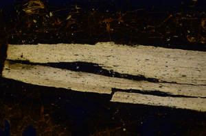 Cross Polarized, E381