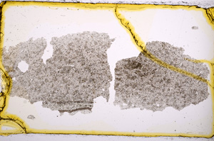Plane Polarized, E384