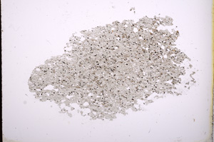 Plane Polarized, E385