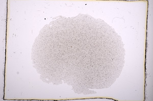 Plane Polarized, E389