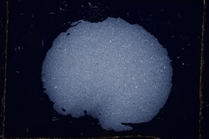 Cross Polarized, E389