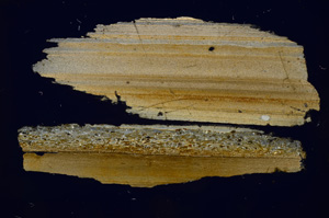 Cross Polarized, E391