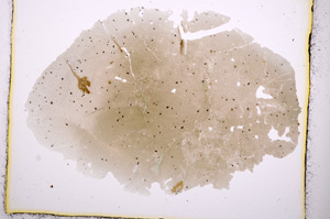 Plane Polarized, E392