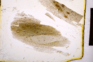 Plane Polarized, E393