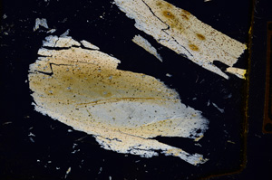 Cross Polarized, E393