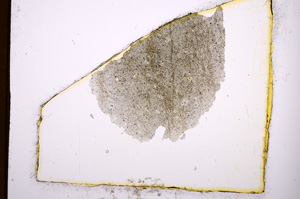 Plane Polarized, E395