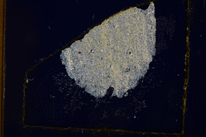 Cross Polarized, E395