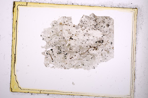 Plane Polarized, E398