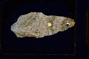 Cross Polarized, E404