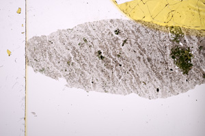 Plane Polarized, E413