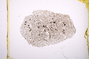 Plane Polarized, E417